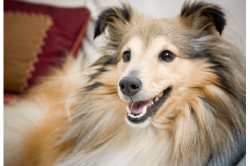 家に入れなくなった家族…「鍵を開けて」と犬に声をかけると⇒愛犬の”予想外の行動”に「笑った」「天才」 画像