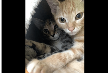 動物病院で…「鍵をかけたはずなのに!」愛猫の”まさかの行動”で⇒獣医「この子たちは頭がいい」 画像