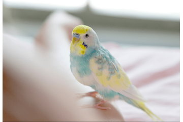 おしゃべりが上手なインコ　飼い主の腕に噛みつくと⇒インコの”まさかの一言”に「家族みんな大笑い」 画像