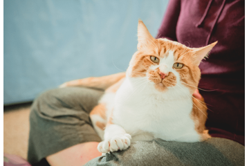 80代の祖父が大好きな4歳の孫　祖父の膝で眠る猫を見ると⇒孫の“まねっこ行動”に「ほっこり」 画像