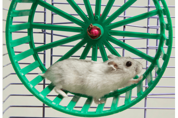 暗闇で回し車を走るハムスター　そっと電気をつけてみると⇒見せた“意外な表情”にほっこり 画像