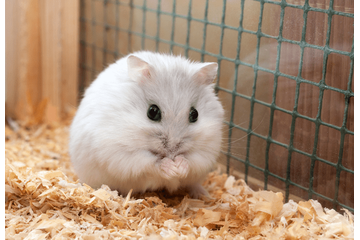 実家で飼うハムスター　巣箱にコーンチップ入れると…→ハムスターの”まさかの行動”に「そんなに！」「家族全員大笑い」 画像