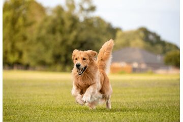 愛犬と散歩中…近所のお寺で池を発見⇒愛犬の”まさかの勘違い”で「思わず爆笑」 画像