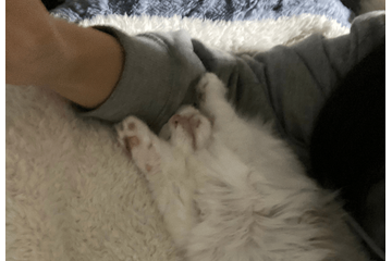 大人しい性格の子猫　保護してから1週間が経つと⇒まさかのポーズに「おっさんみたい」 画像