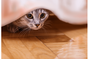 家の中から突然消えた猫　飼い主「どこいったの？」⇒ようやく”発見した場所”に「そりゃ分からん」 画像