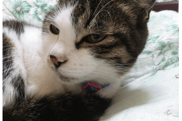 ベランダで…愛猫が網戸に猛ダッシュ　スイスイ登る姿に「忍者！？」しかし次の瞬間⇒まさかの弱点に「あまりに面白い」 画像