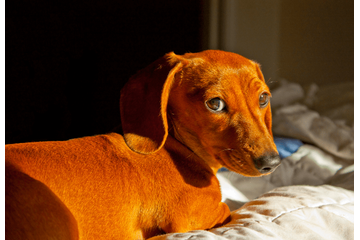 トイレに失敗した愛犬が驚きの行動に！？　自力で「証拠隠滅」を試みるも⇒目が合った瞬間の”反応”に「爆笑した」 画像