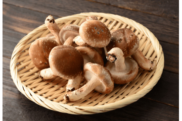 夏休みに「祖父のしいたけ栽培」を手伝った8歳の娘　思い出を綴った作文が”驚きのニュース”に「胸いっぱい」 画像