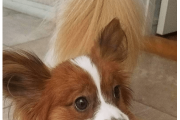 トイレから聞こえる謎の音　恐る恐る覗き込むと⇒愛犬の”衝撃の姿”に「おもちゃじゃないから！」 画像