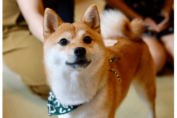 帰宅した飼い主「嫌な予感がする…」現行犯の柴犬が浮かべた“まさかの表情”に爆笑 画像