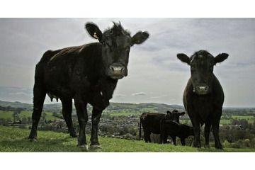 「牛」で19歳GKが負傷…！GK陣が危機的状況に 画像