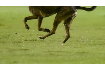 スタッフをぶっ倒す！かわいい乱入者の「緩急突破」がすごいぞ 画像