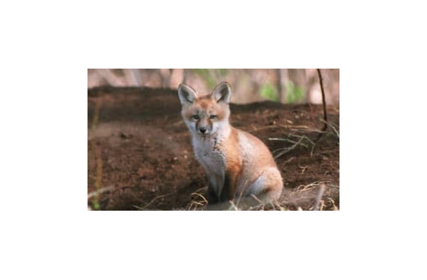 ピッチにキツネが3回乱入。袋で遊ぶ