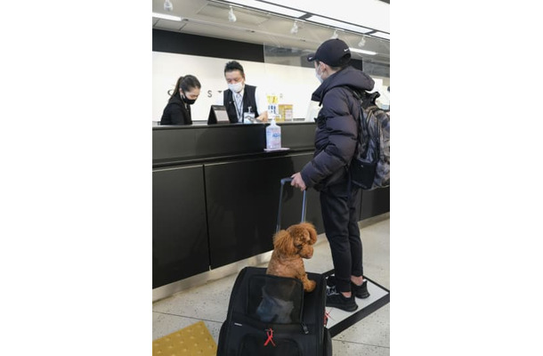 スターフライヤーが昨年12月に実施したペットの機内同伴サービスの実証実験＝北九州空港