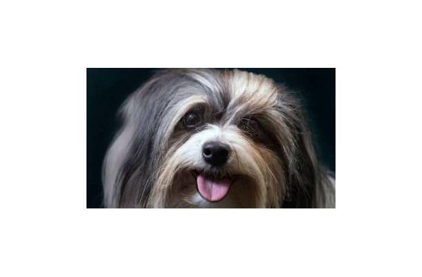 インモービレ、子犬とたわむれる