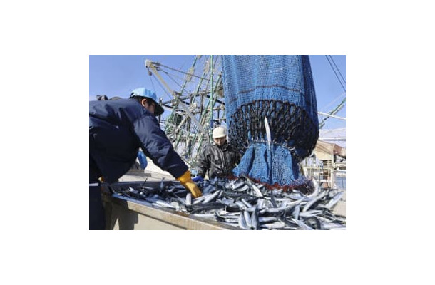 北海道根室市の花咲港で水揚げされるサンマ＝5日