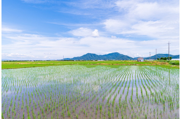 田んぼの横を通った瞬間「たかしがいる！」指を先にあったものとは！？