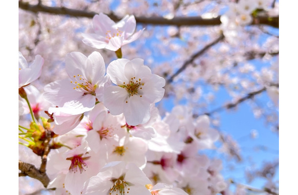 桜の下でシートを広げ飲食。すると「こんなに…！」外国人が驚いた花見の様子に『心を通わせる大切な時間』