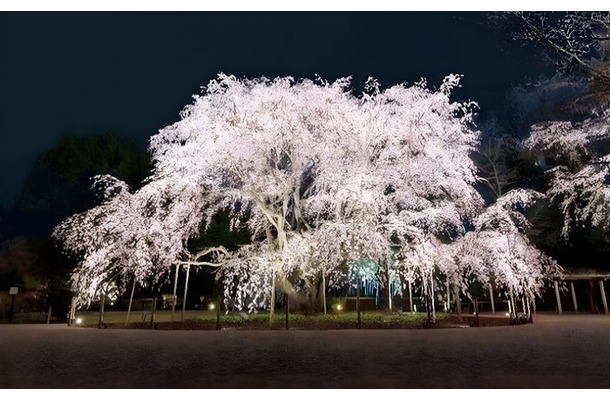 しだれ桜のライトアップ（イメージ）／提供画像