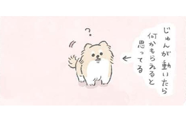 愛犬むっくは動くとついてくる…なにか期待している？ 【うちのむっくはいつも楽しそう #１ 】