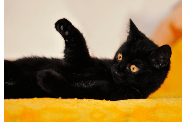 ベッドで寝ていると愛猫が上に乗ってきて…→可愛い行動に「まるで握手」