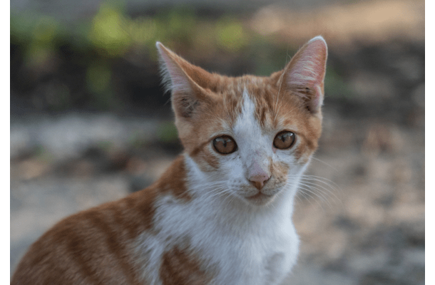 やせ細った子猫を保護した家族　1年後の様子に→「美しい猫」「人見知りだったのに」