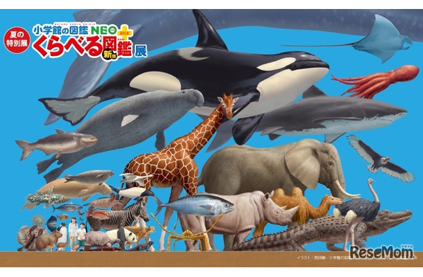 夏の特別展「くらべる図鑑展」