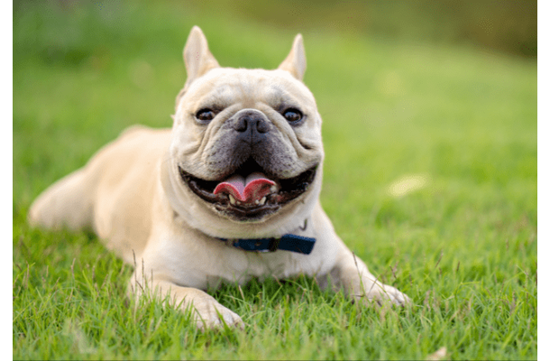 輪っかで遊ぶダックス　愛犬のブルドッグが真似した結果…→「思わず笑った」