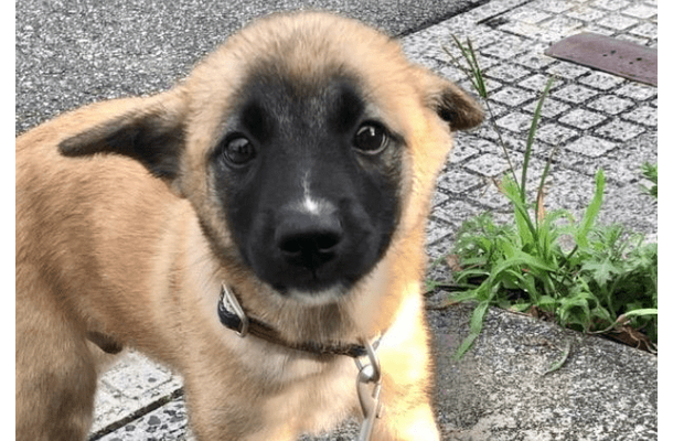 雑種の子犬を引き取った私　飼い始めた3ヶ月後…→まさかの変貌に「急激な成長」「可愛さは変わらない」