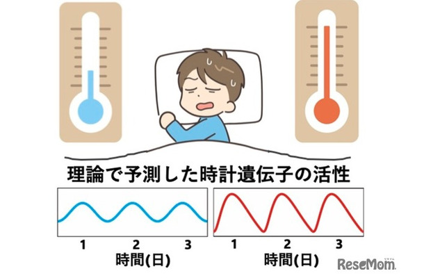 体内時計の仕組み: 高温で遺伝子活性の波形がひずむことで周期を保つという理論とその検証