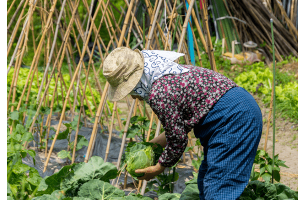 農家をやっている80代の祖父母　孫「こんなに食べれないよ」⇒祖父母から”送られてきた物”に「何歳になっても孫」