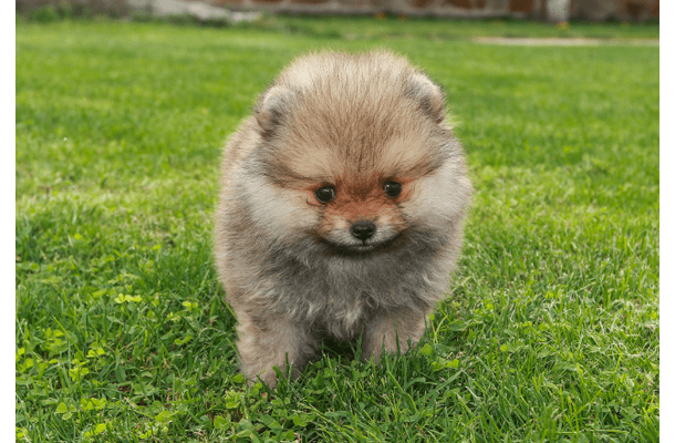 生後6ヶ月のポメラニアン…飼い主がいたずらを□ると⇒愛犬の”拗ねたときの行動”に「かわいい」