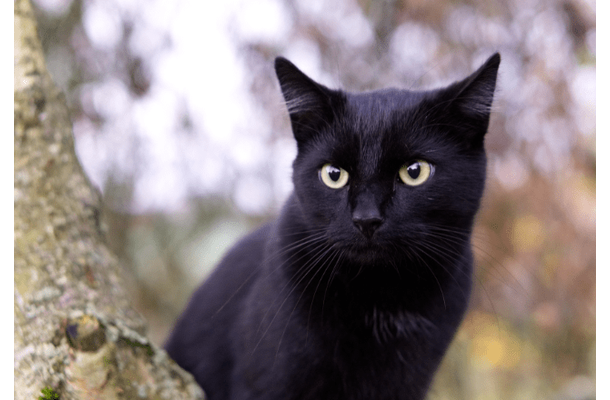 痩せ細った野良の黒猫　子猫を連れてきたので保護すると⇒まさかの展開に「すっかりメロメロ」