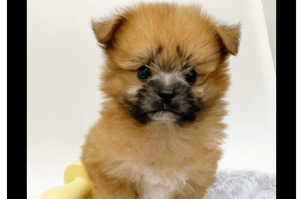ペットショップで一目惚れした愛犬　昔の写真を見返すと⇒成長した後の変貌に「驚いた」「笑顔になった」