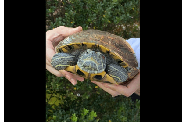 ベランダで飼っている亀　なぜかエレベーターの近くで発見⇒「なんでここに？！」亀がいた”まさかの理由”に驚愕