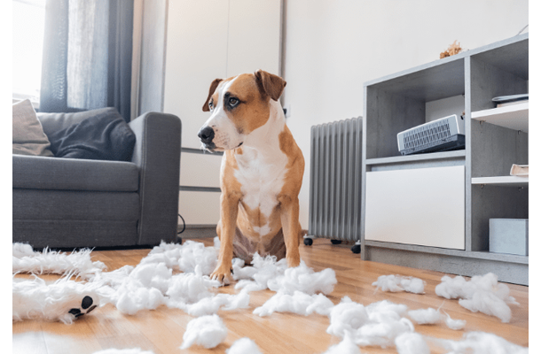 仕事から帰宅した飼い主 部屋がぐちゃぐちゃで…⇒犬2匹の“反応の違い”に「思わず笑った」