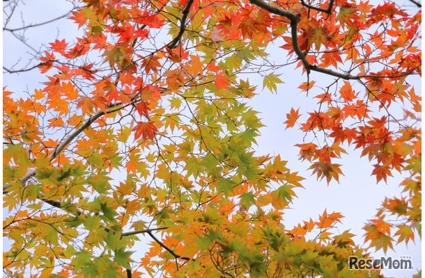 ※画像はイメージです