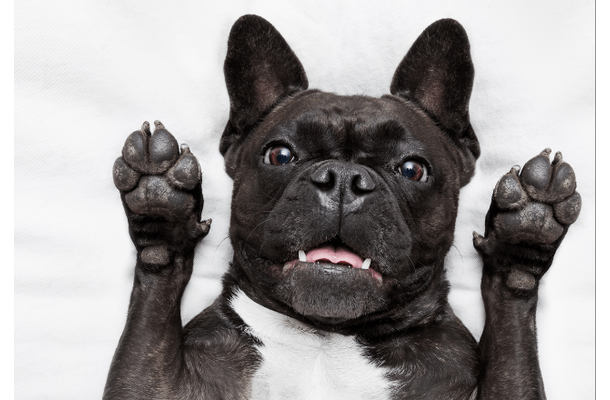 帰宅しても”お迎えしない愛犬”に違和感…心配で寝室を覗くと⇒愛犬「しまった!」まさかの行動に爆笑!?