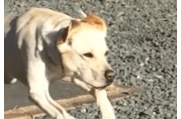 甘えん坊なラブラドール。庭でボール遊びをすると⇒まさかの豹変に「うっそぉ」「家族で大笑い」