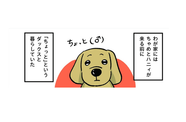わが家のダックスフントは下半身麻痺。楽しく過ごして、気づけば上半身が…【小林一家は今日も「ま、いっか！」 #15】