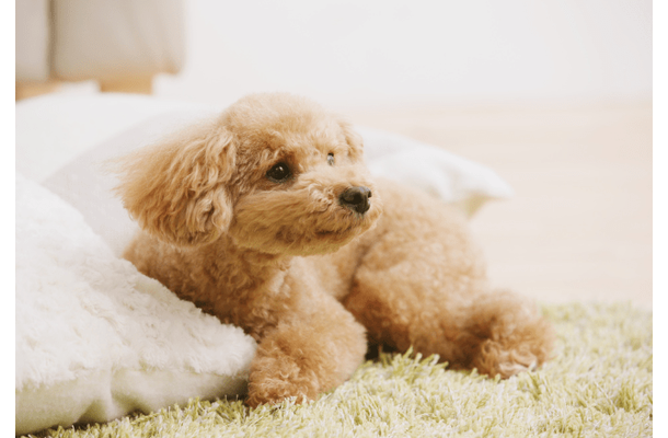 エアコンの風が好きな犬 お気に入りのぬいぐるみを集めると⇒思いがけない行動に「なんて可愛いの!」