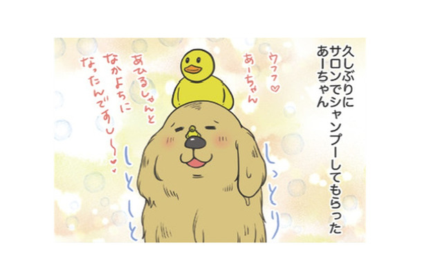 サロンでシャンプーしてもらった愛犬。もふもふに隠れて…せっかくのチョーカーはどこ？【おさんぽですし！　おしゃべり犬とイライラ猫の日記 #13】