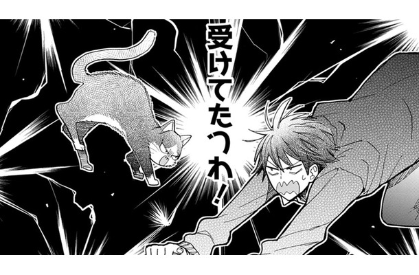 【猫視点】また人間が倒れていたけど、今日はいつになく真剣な顔!これは… 勝負ね!!【同居人はひざ、時々、頭のうえ。 #61】
