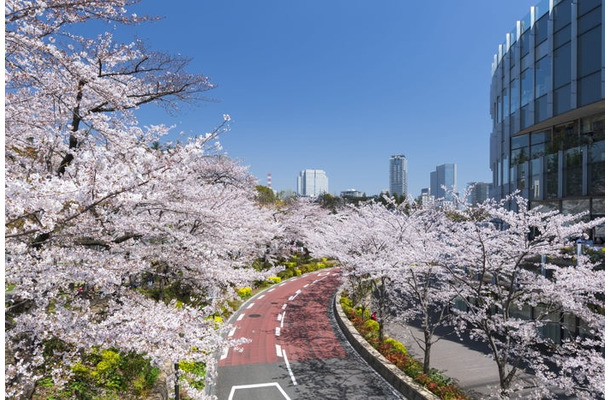 MIDTOWN BLOSSOM 2026／提供画像