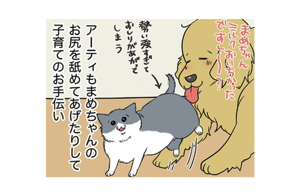 わが家に加わった生後10日くらいの仔猫は女の子。愛犬もせっせと子育てのお手伝い【おさんぽですし! おしゃべり犬とイライラ猫の日記 #19】