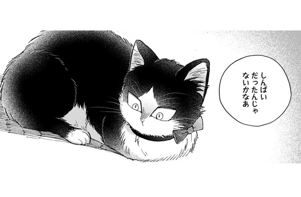 【猫視点】ぐったりしてると犬が話しかけてきた。あの子が私の事を心配してる？家族って何？【同居人はひざ、時々、頭のうえ。 #71】