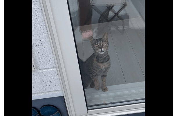 洗濯物でバタバタする飼い主 すると愛猫が勘違い!?⇒助けに来た姿に「動画撮ってよかった!」