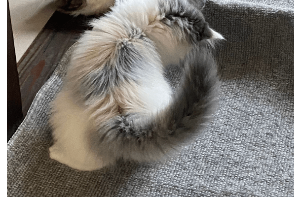 家の中が冷えていた日 寝室の床に違和感…⇒愛猫の行動に「賢い」「思わず笑った」