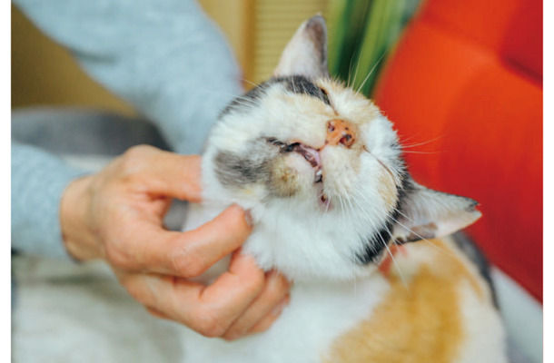 「今日もナデナデしてくれるかな～」鍼灸マッサージ治療院の看板猫・ミケちゃんのお仕事は？【ミケちゃんとやすらぎさん #３】
