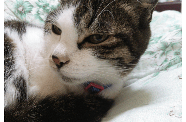 ベランダで…愛猫が網戸に猛ダッシュ スイスイ登る姿に「忍者!?」しかし次の瞬間⇒まさかの弱点に「あまりに面白い」